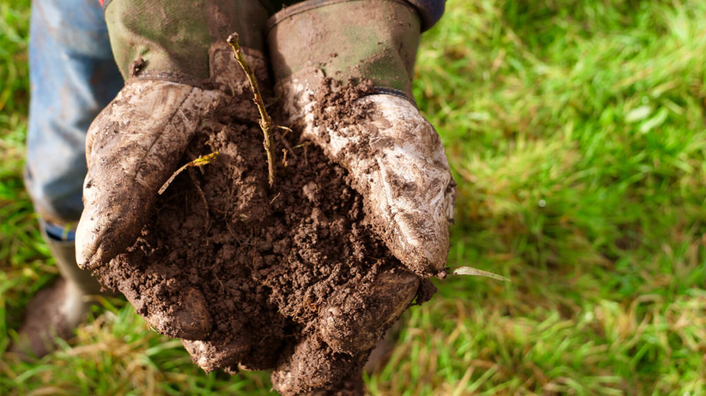 Planting trees